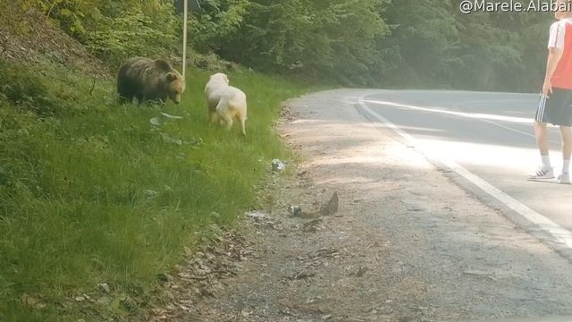 Brave Dog Scares Off Bear || ViralHog смотреть онлайн