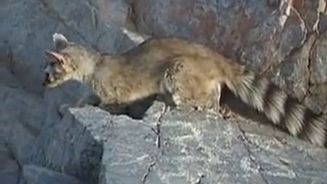 Ring Tailed Cat on Piestewa Peak смотреть онлайн
