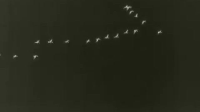 Night Pearl Scops 35 ELITE смотреть онлайн