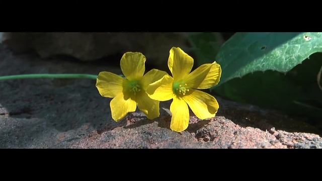 Oxalis corniculata 1080p смотреть онлайн