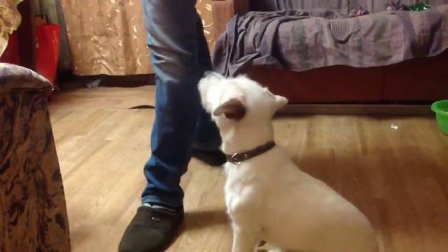 Моня учится выполнять команду рядом смотреть онлайн