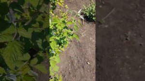 Малина Московский великан, летняя.