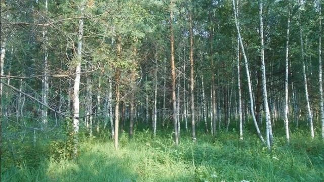 Продаётся земельный участок 8 соток с лесными ... смотреть онлайн