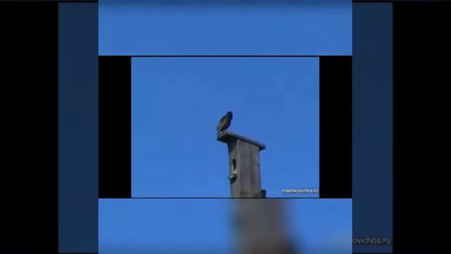 Рассказ Турманжанова "Хромой скворец" смотреть онлайн