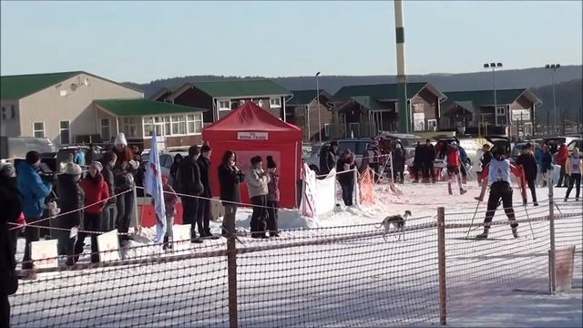 Хаски-праздник в Свердловской области смотреть онлайн