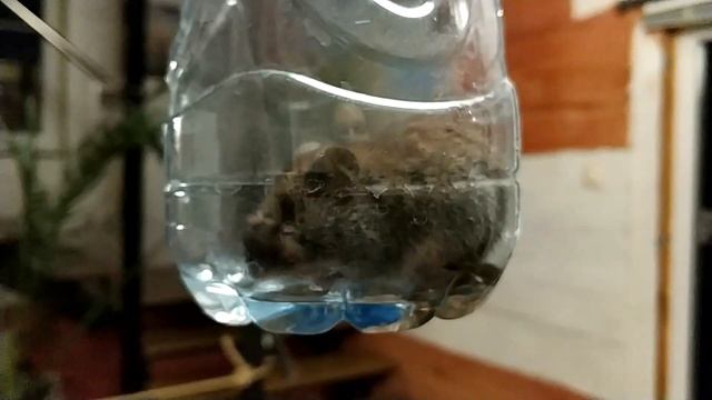 Мышь полёвка. Vole mouse. смотреть онлайн