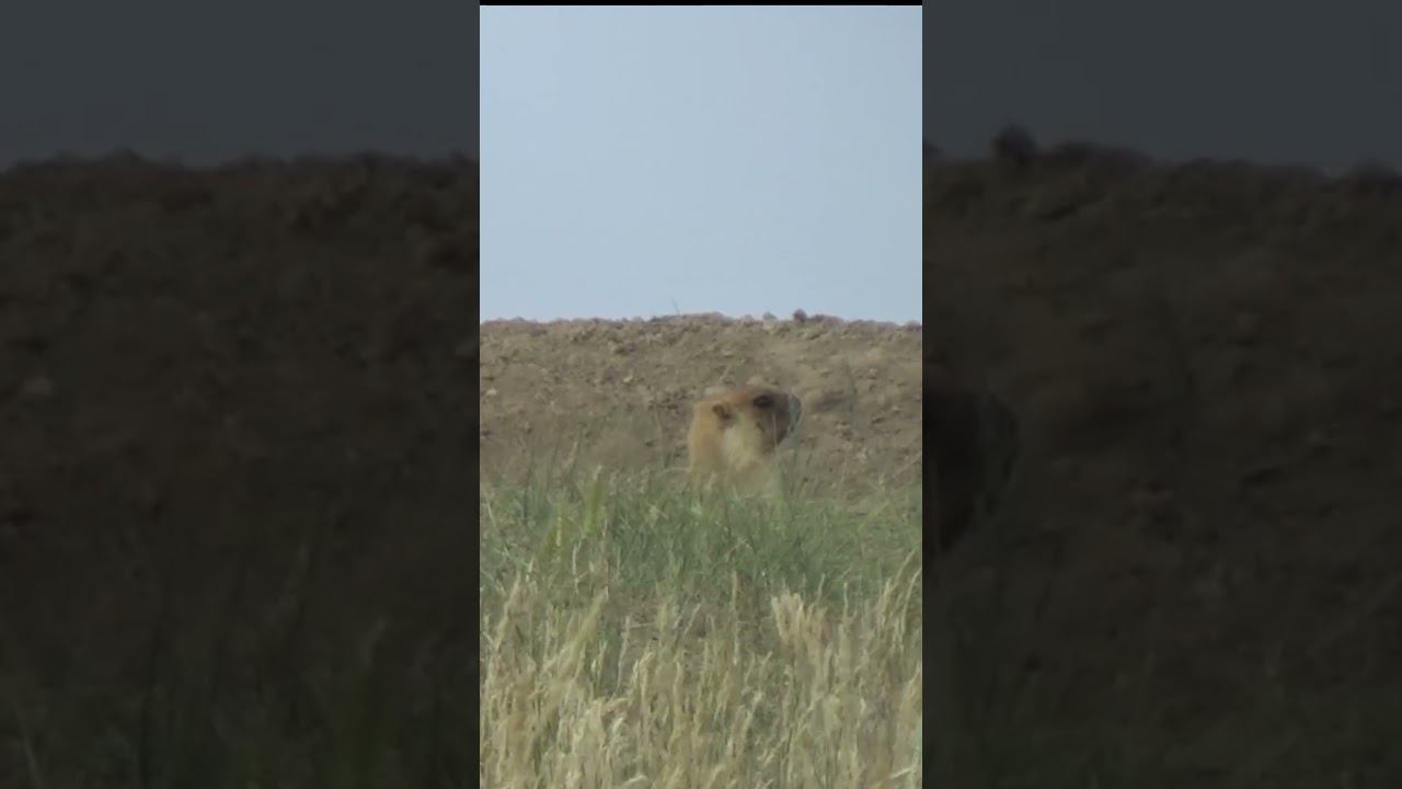 Охота на сурка - байбака. Бескрайние степи Казахстана. Скоро. #hunting #охотаназайца #охотанагуся смотреть онлайн