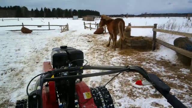 лошади привыкают к мотоблоку смотреть онлайн