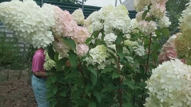 16 сентября 2018 Метельчатые высокорослые гортензии смотреть онлайн