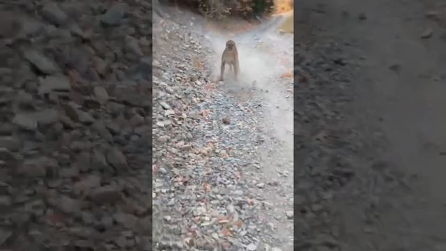 ПУМА НАПАДАЕТ НА ЧЕЛОВЕКА? представить не могу что он чувствовал на этот момент(kunkyli)inst #пума смотреть онлайн