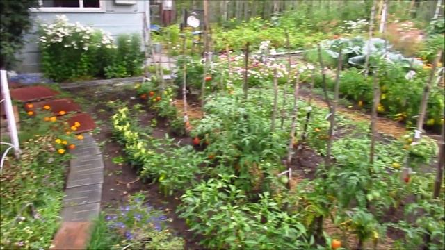 Дачный репортаж.И каков эксперимент с огурцами в мешках. смотреть онлайн