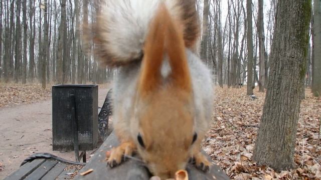 Дал белке орех и делай с ней что хочешь смотреть онлайн