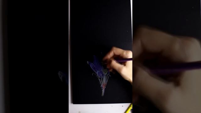 Рисуем сонную траву цветными карандашами на черной бумаге смотреть онлайн