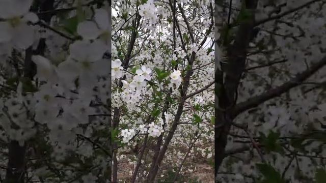 Деревья вишни и черешни. Весна. Красота смотреть онлайн