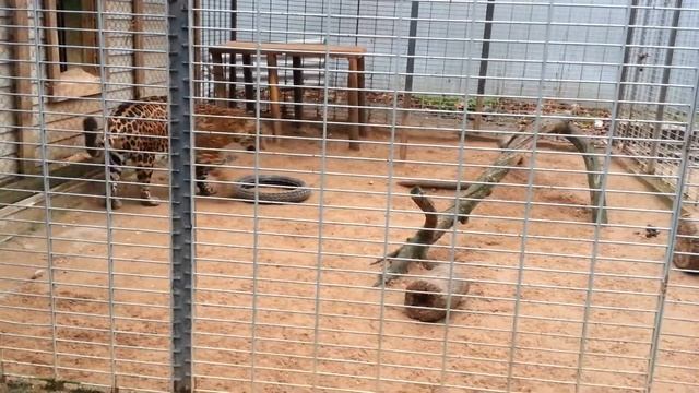 Прогулка по витебскому зоопарку, 06 11 2019 года. Третья по размеру дикая кошка. Ягуар. смотреть онлайн