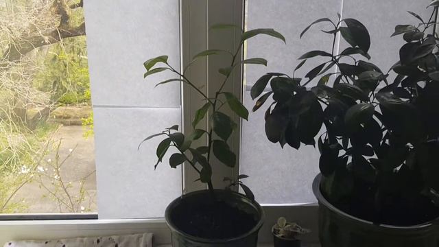 Ростки у цитруса, уход. смотреть онлайн