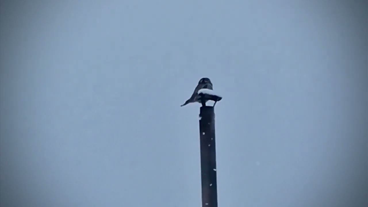 Лужба, декабрь 2022. Необъявленная теленеделя.