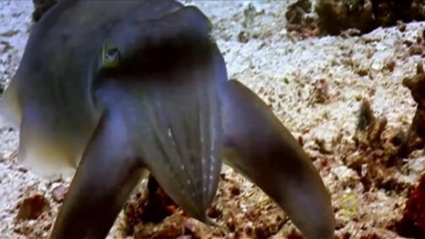 Каракатицы (лат. Sepiida) 