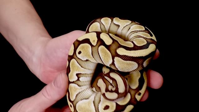 Five Ball Pythons to get First! смотреть онлайн