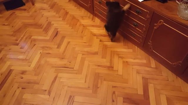 Померанский шпиц | Уход за щенком шпица | Корм для шпица