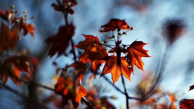 Аудио-лекция на тему: «Черноклён, как медодай» смотреть онлайн