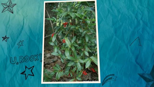 Ардизия городчатая (Ardisia Crenata)