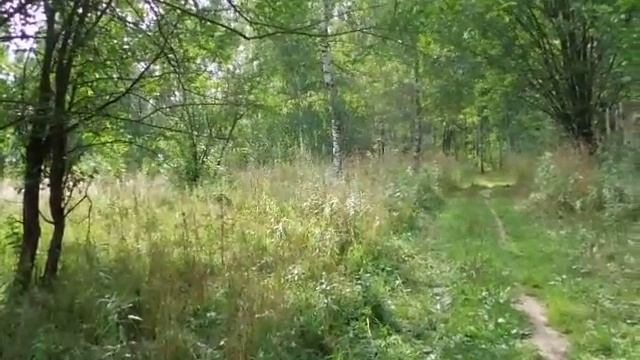 Кузнечики (смотреть со звуком!)