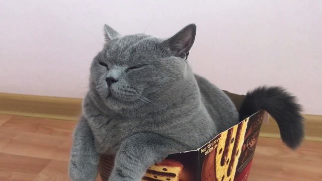 Мимишный КОТ В КОРОБКАХ 😂 / Just a cute video смотреть онлайн