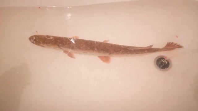 Рыбалка на р.Сосьва и аквариумная рыбка 09 12 19 смотреть онлайн