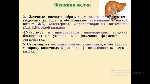 Лекция 24 (часть 2). Физиология пищеварения. Пищеварение в тонком и толстом кишечнике