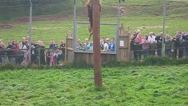 Lion Feeding (Part 2) - South Lakes Wild Animal Park смотреть онлайн