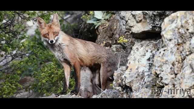 Лиса кормит малышей. смотреть онлайн