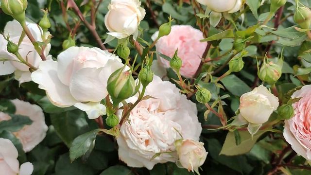 Роза Мерхенцаубер в Подмосковье смотреть онлайн