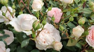 Роза Мерхенцаубер в Подмосковье