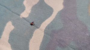 Реакция КЛЕЩА на Рефтамид!