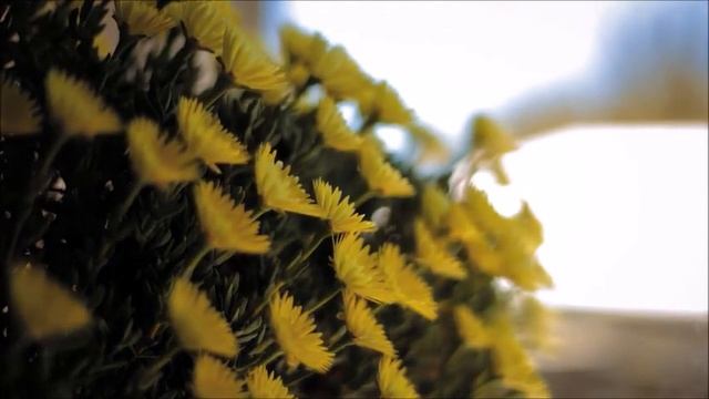 Прощай, лето! Здравствуй, осень! смотреть онлайн