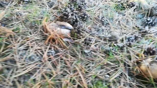 Сбор грибов . 11.10.18. (маслята) смотреть онлайн