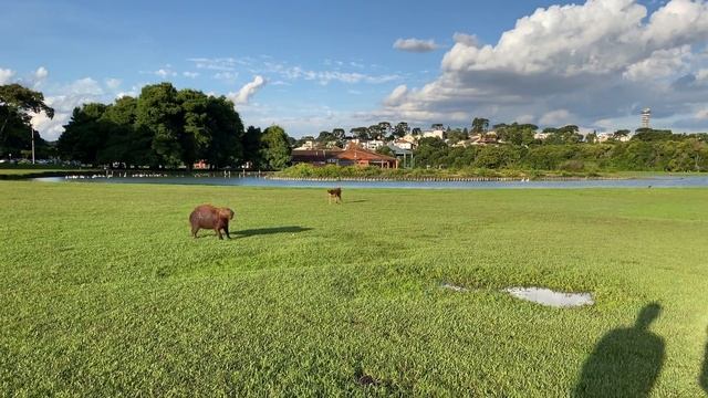 Capybara vs dog смотреть онлайн
