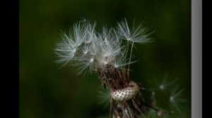 Волшебный макромир!