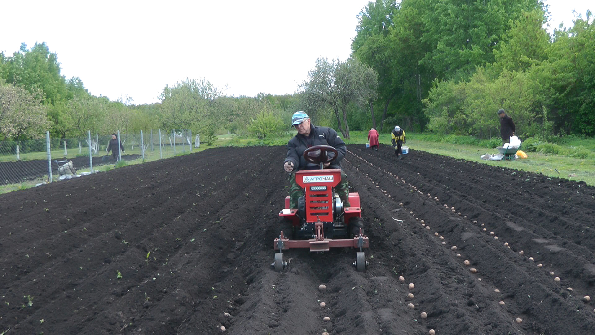 МТ-110,Ока,Корона. Посадка картофеля. 2024.
