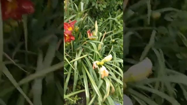 аромат на весь садок смотреть онлайн