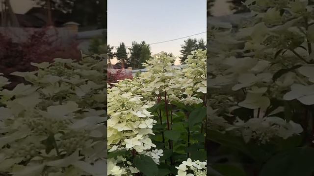 Гортензия Вимс Ред #цветущийсад #красивыецветы #метельчатаягортензия смотреть онлайн