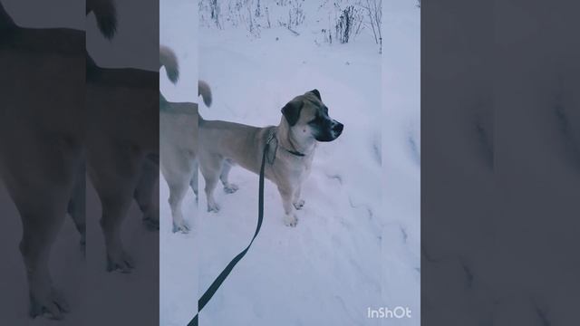 Прогулка с собакой. Порода ка-де-бо.. смотреть онлайн
