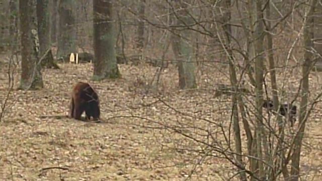 РЕЛ Алтай, работа по медведю 25.03.2011.MOV