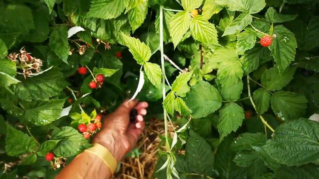 Ежевика в огороде