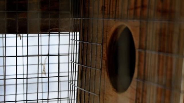 Волнистые попугаи амадины и неразлучники смотреть онлайн