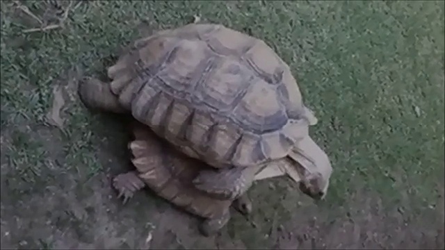 Sharon STONE- РАЗДВИГАЯ НОГИ