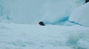 Льды Антарктиды ☆ Красивая музыка ☆ Релакс