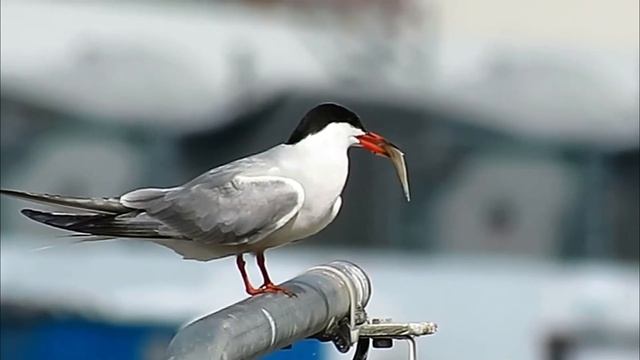 Полярная крачка - Sterna paradisaea смотреть онлайн