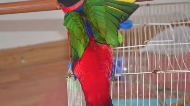 попугай / parrot смотреть онлайн